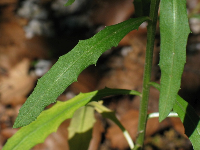 Erysimum odoratum