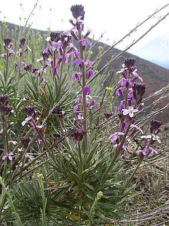 Erysimum scoparium