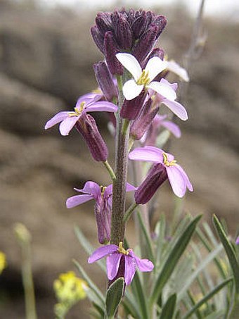 Erysimum scoparium