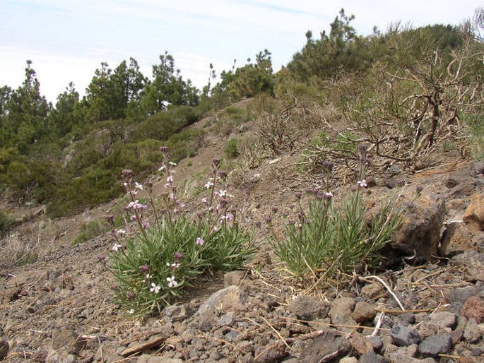 Erysimum scoparium