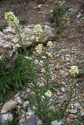 Erysimum witmannii