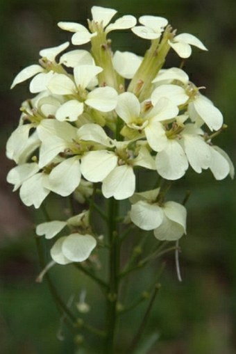 Erysimum witmannii