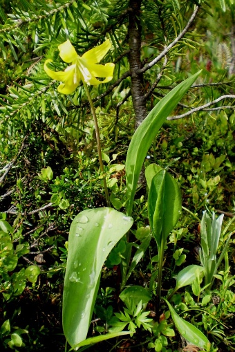 Erythronium grandiflorum subsp. grandiflorum