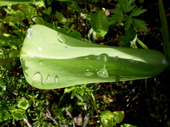 Erythronium grandiflorum subsp. grandiflorum