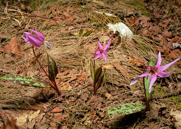 Erythronium dens-canis