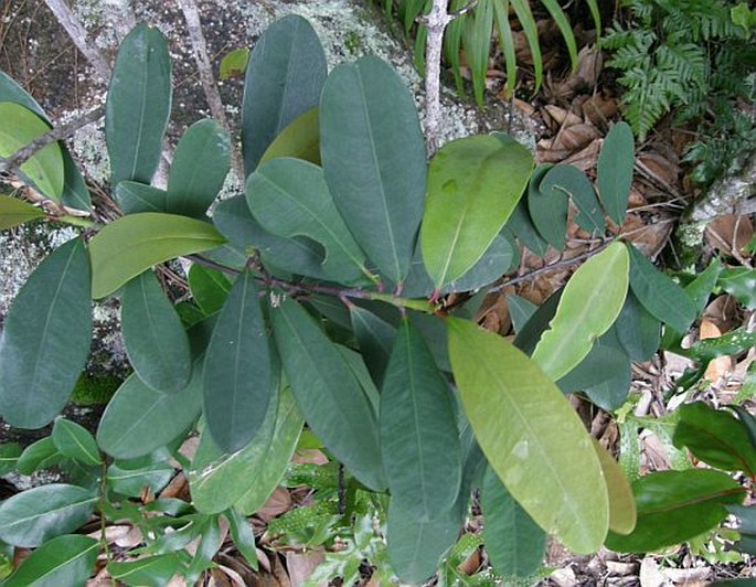 Erythroxylum sechellarum