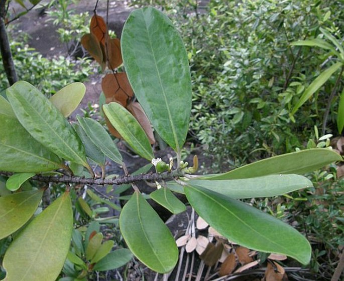 Erythroxylum sechellarum