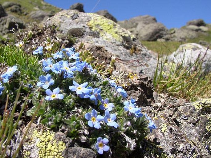 Eritrichium nanum