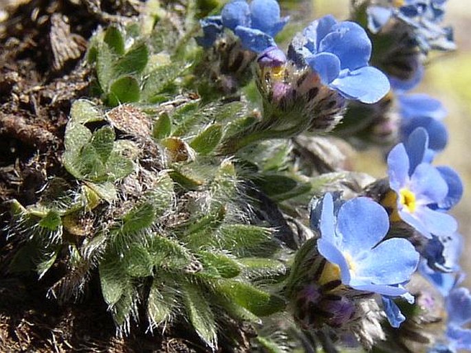 Eritrichium nanum