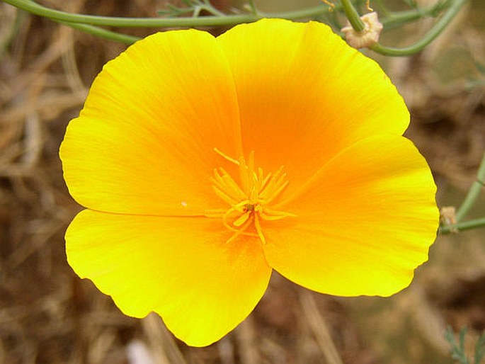 Eschscholzia californica