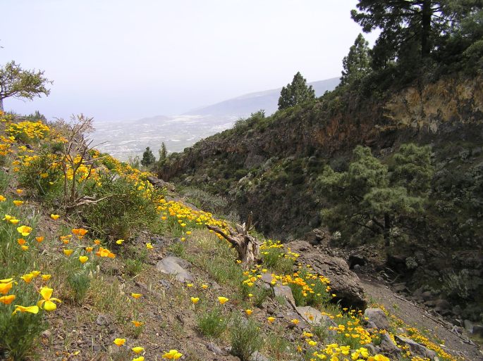 Eschscholzia californica