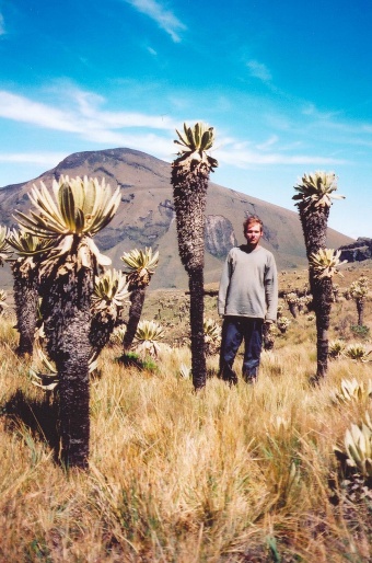 Espeletia pycnophylla