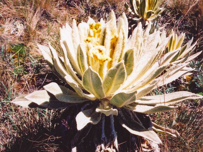 Espeletia pycnophylla