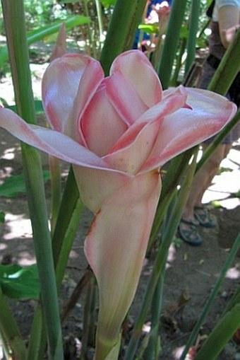 Etlingera elatior