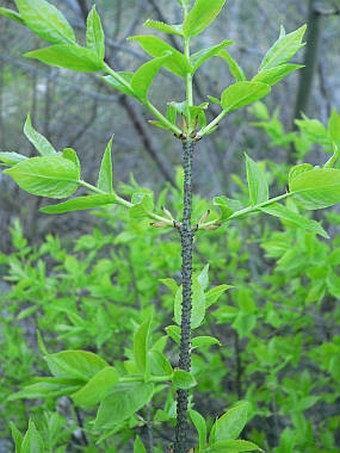 Euonymus verrucosus