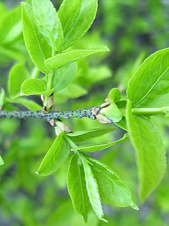 Euonymus verrucosus