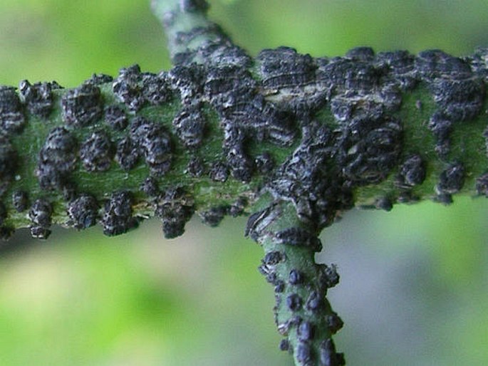 Euonymus verrucosus