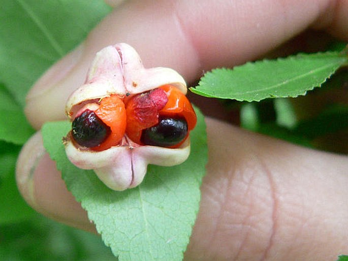 Euonymus verrucosus