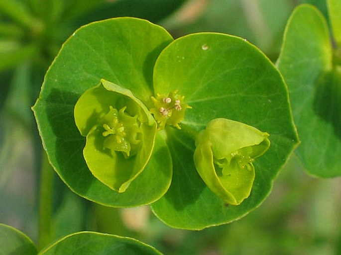 EUPHORBIA ESULA L. – pryšec obecný / mliečnik obyčajný