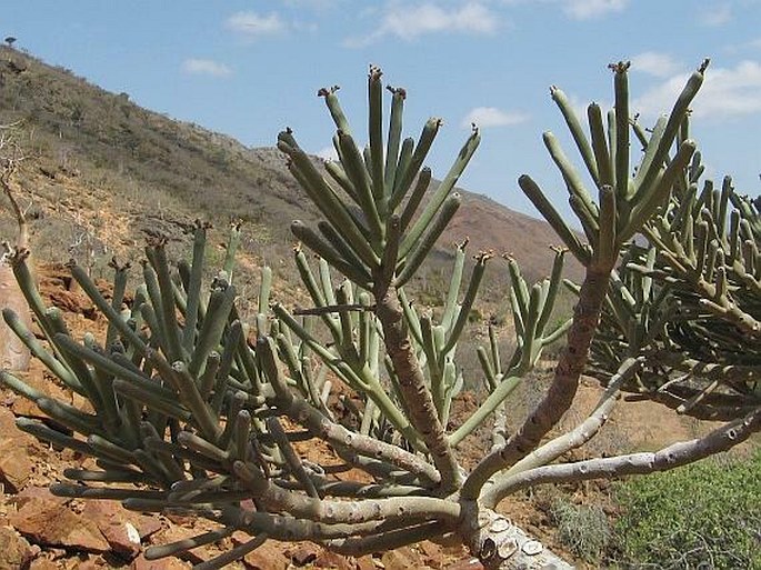 Euphorbia arbuscula