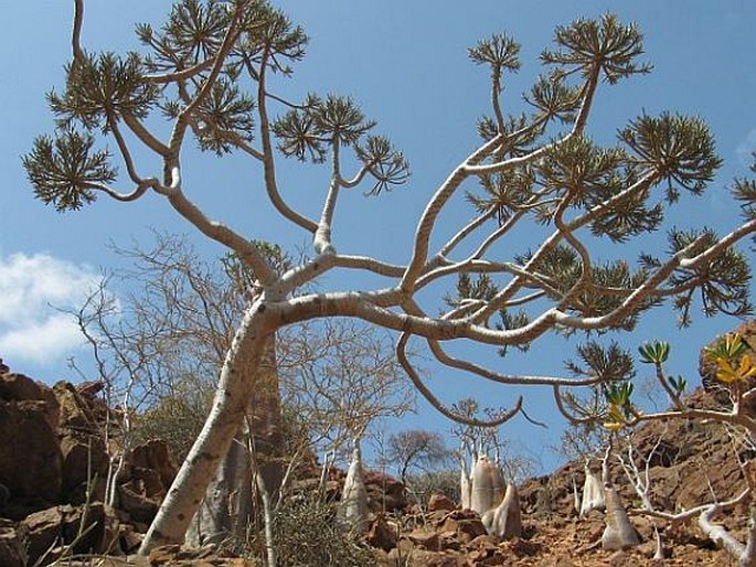 Euphorbia arbuscula