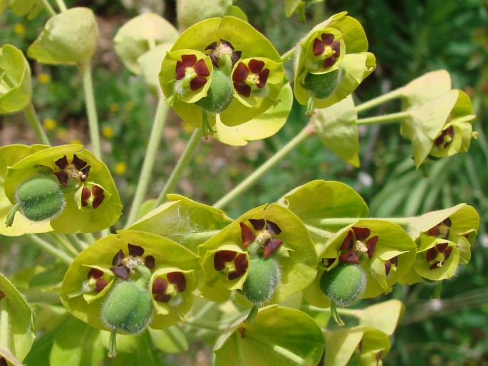 Euphorbia characias