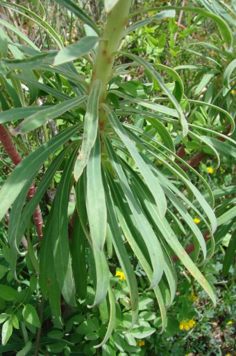 Euphorbia characias