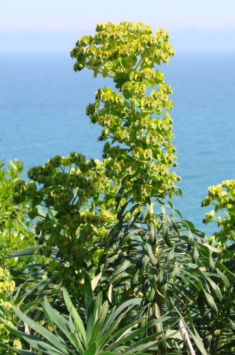 Euphorbia characias