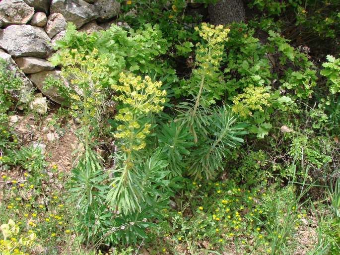 Euphorbia characias