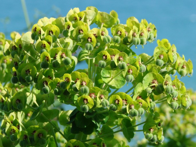 Euphorbia characias