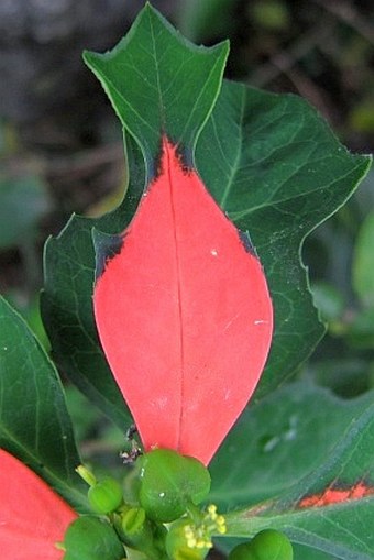 Euphorbia cyathophora