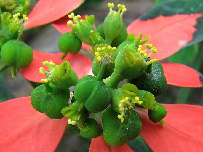 Euphorbia cyathophora