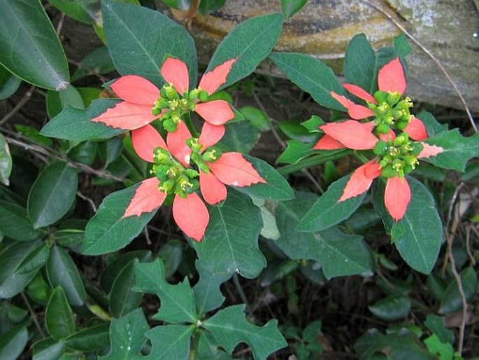 Euphorbia cyathophora