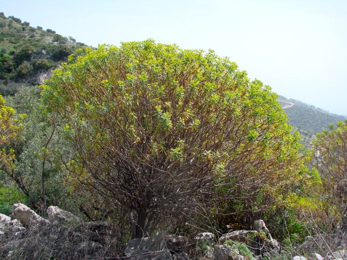 Euphorbia dendroides