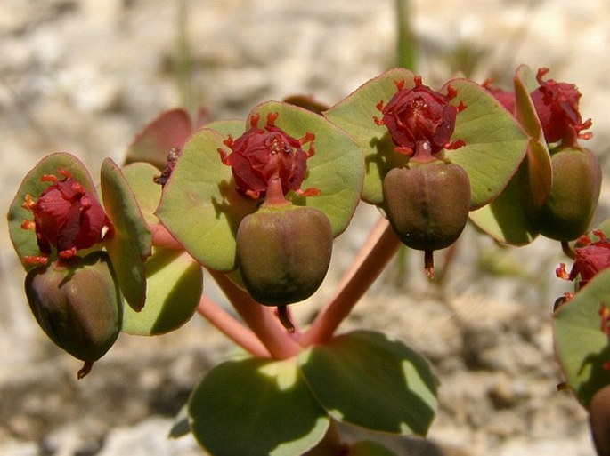 EUPHORBIA ANACAMPSEROS Boiss. – pryšec / mliečnik