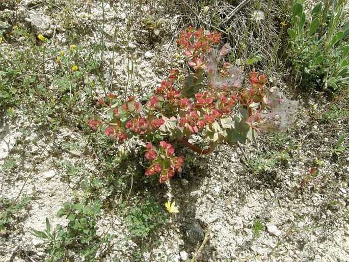 Euphorbia anacampseros