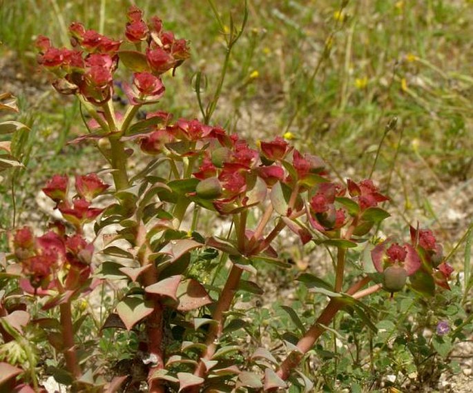 Euphorbia anacampseros