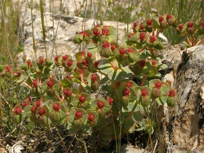 Euphorbia anacampseros