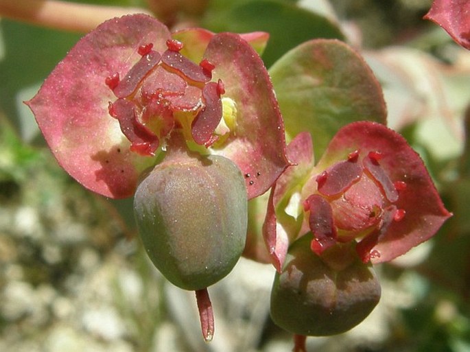 Euphorbia anacampseros