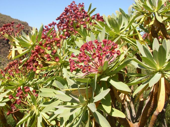 Euphorbia atropurpurea