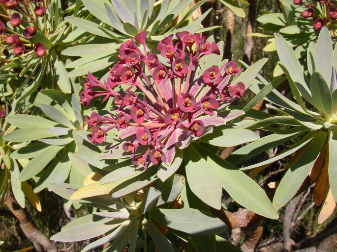 Euphorbia atropurpurea