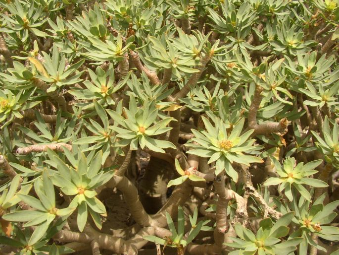 EUPHORBIA BALSAMIFERA Ait. – pryšec / mliečnik