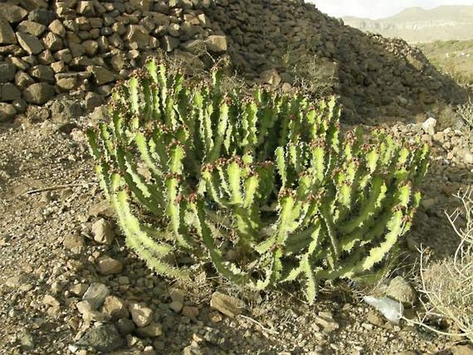 Euphorbia cactus