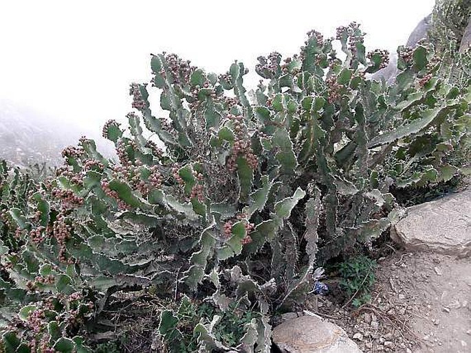 Euphorbia cactus