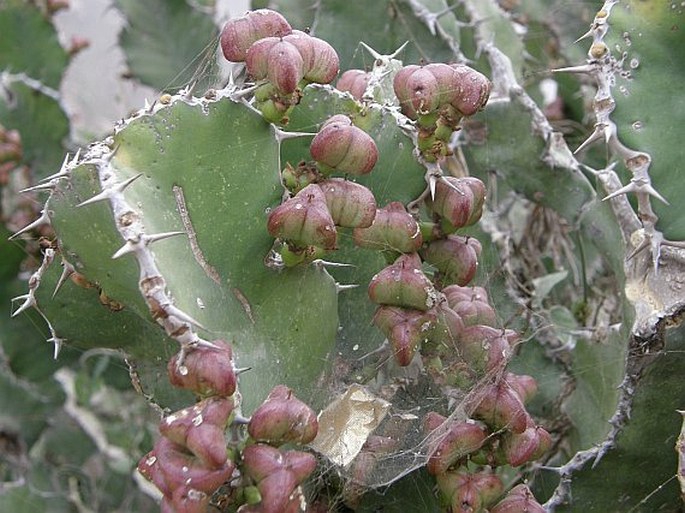 Euphorbia cactus