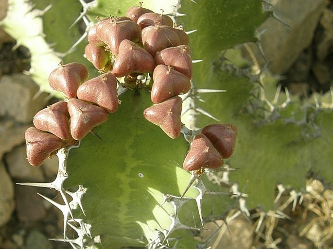 Euphorbia cactus