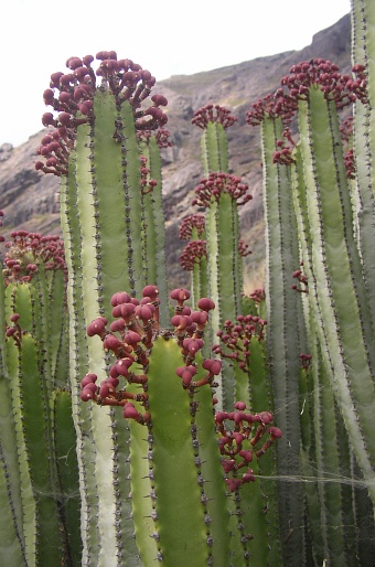 Euphorbia canariensis