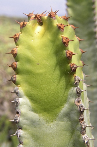 Euphorbia canariensis