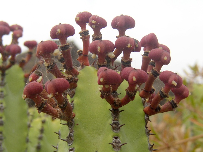 Euphorbia canariensis