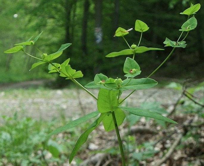 EUPHORBIA DULCIS L. – pryšec sladký / mliečnik sladký